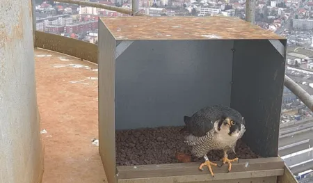 Příprava sokolí budky na našem komíně