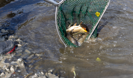 Vánoce jsou ještě daleko, ale kapry jsme lovili už teď