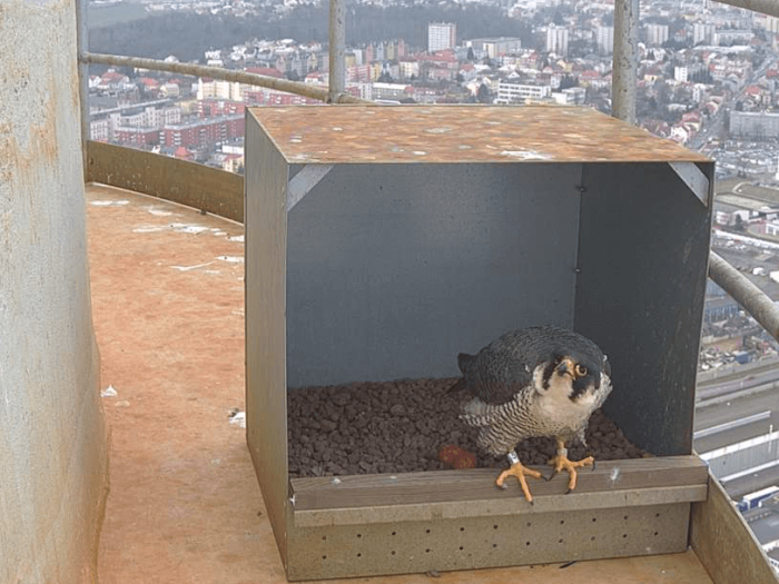 Sledujte naše sokoly