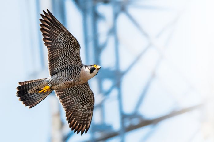 Sokolům stěhovavým se u nás na komíně daří Sokolům stěhovavým se u nás na komíně daří